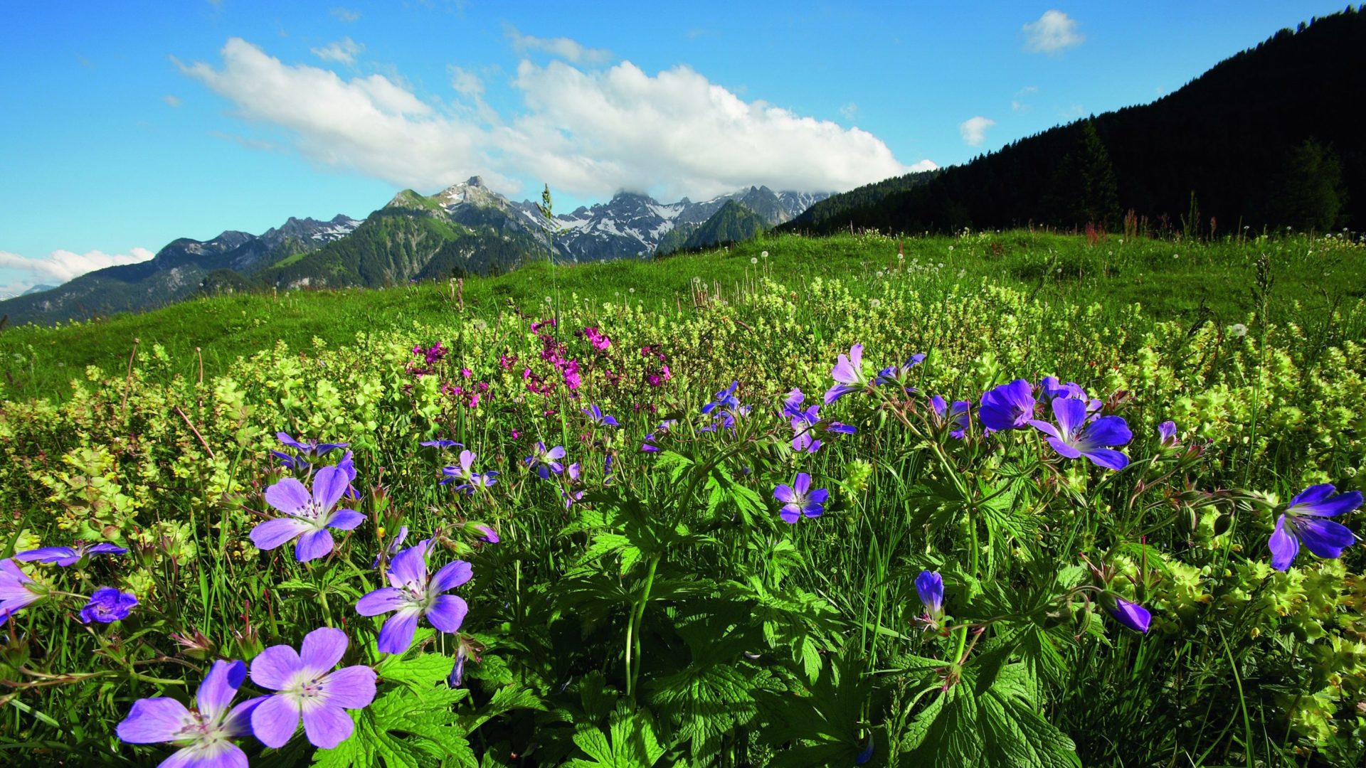 Gebiet Bürserberg: Blick von der Tschengla zur Zimba, (c) Peter Mathis/Vorarlberg Tourismus GmbH Gebiet Bürserberg: Blick von der Tschengla zur Zimba, (c) Peter Mathis/Vorarlberg Tourismus GmbH