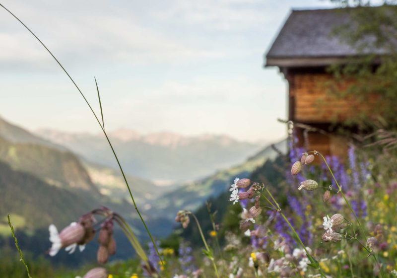 Alpwandern, Hinteres Großes Walsertal, Brevier zur Tourismusmarke Vorarlberg (c) Helmut Düringer / Vorarlberg Tourismus GmbH
