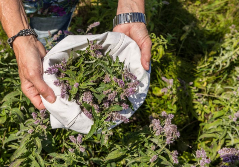 Kräuter sammeln (c)