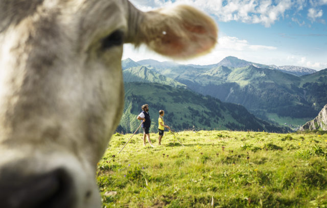 Kuh auf der Bärguntalpe © Dietmar Denger / Vorarlberg Tourismus