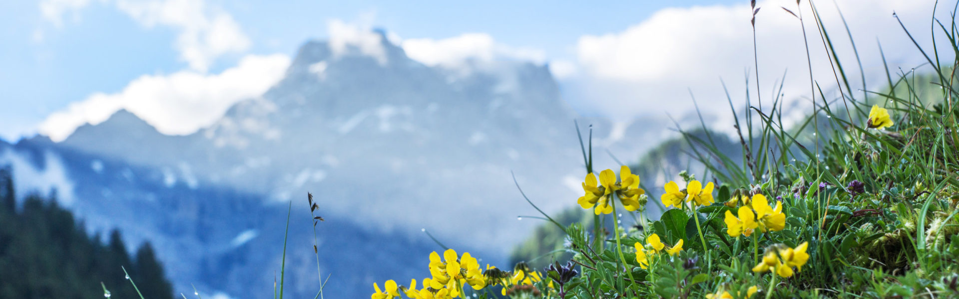 Blumenwiese mit Panuelerkopf, Vorarlberg Tourismus © Helmut Düringer