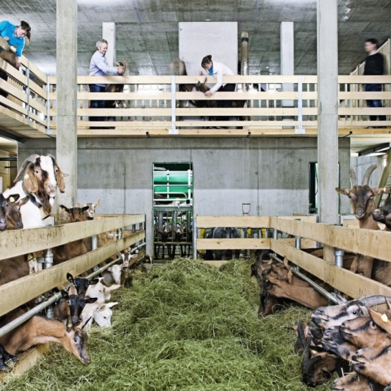Metzler Bauerhof Naturhautnah - Ziegentollhaus