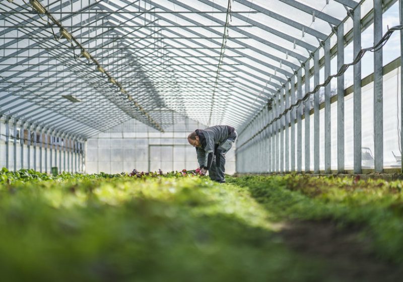 Salat-Ernte Lisilis Biohof (c) Dietmar Denger - Vorarlberg Tourismus