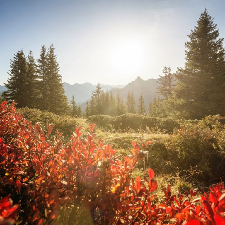 Gauertaler AlpkulTour im Herbst (c) Andreas Haller - Montafon Tourismus GmbH, Schruns