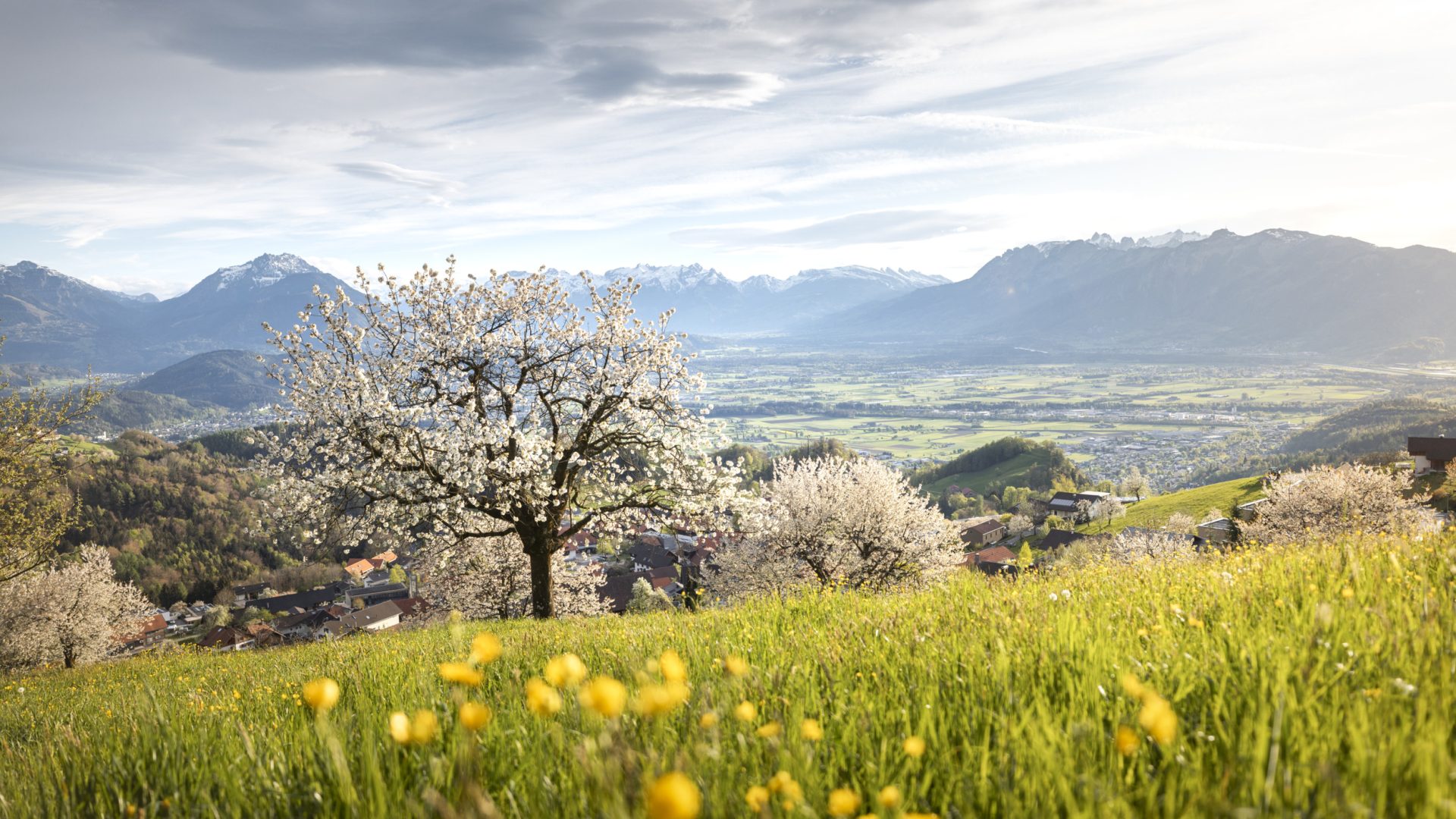 Blühende Kirschbäume im berühmten Kirschendorf Fraxern