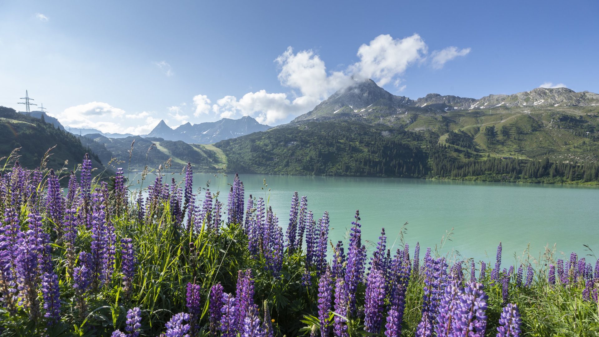 Blumen am Stausee Kops