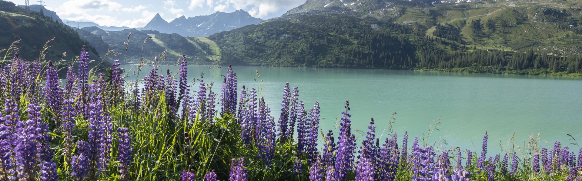 Blumen am Stausee Kops © Lucas Tiefenthaler / Vorarlberg Tourismus
