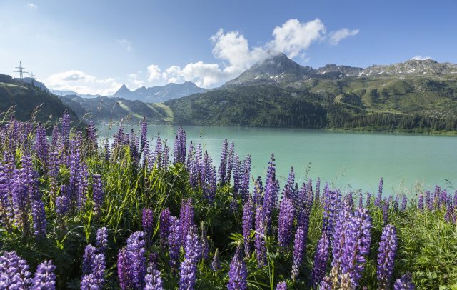 Blumen am Stausee Kops