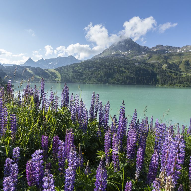 Blumen am Stausee Kops